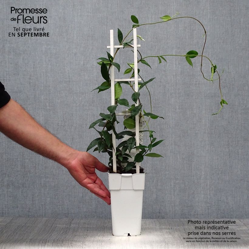 Amostra de Trachelospermum jasminoïdes Star Of Venice - Jasmim de leite Vaso de 2 L/3 L tal como entregue no outono