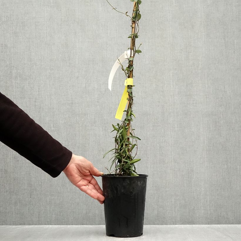 Amostra de Jasmin étoilé - Trachelospermum jasminoides Waterwheel Vaso de 3 L/4 L tal como entregue no outono