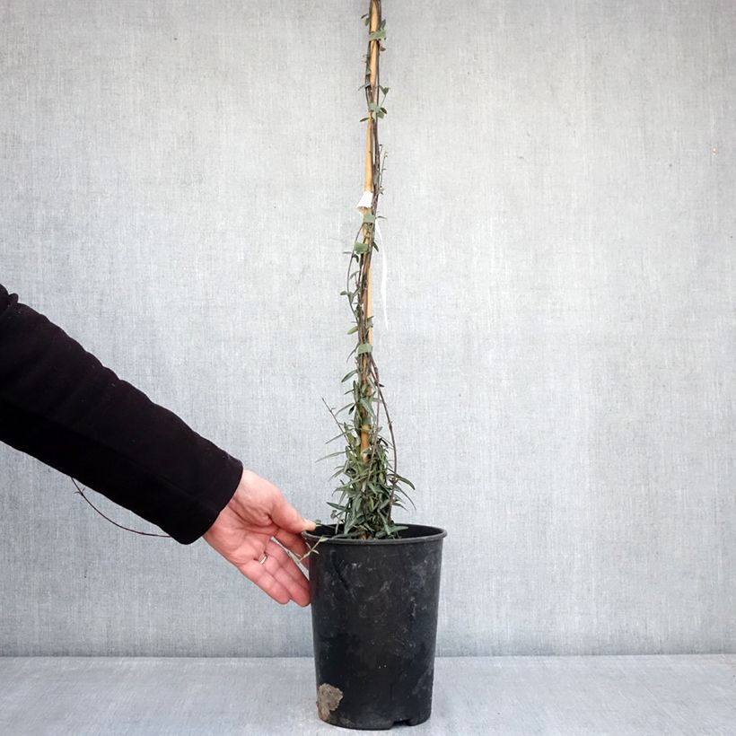 Amostra de Trachelospermum jasminoides Waterwheel - Jasmim de leite Vaso de 3 L/4 L tal como entregue no inverno