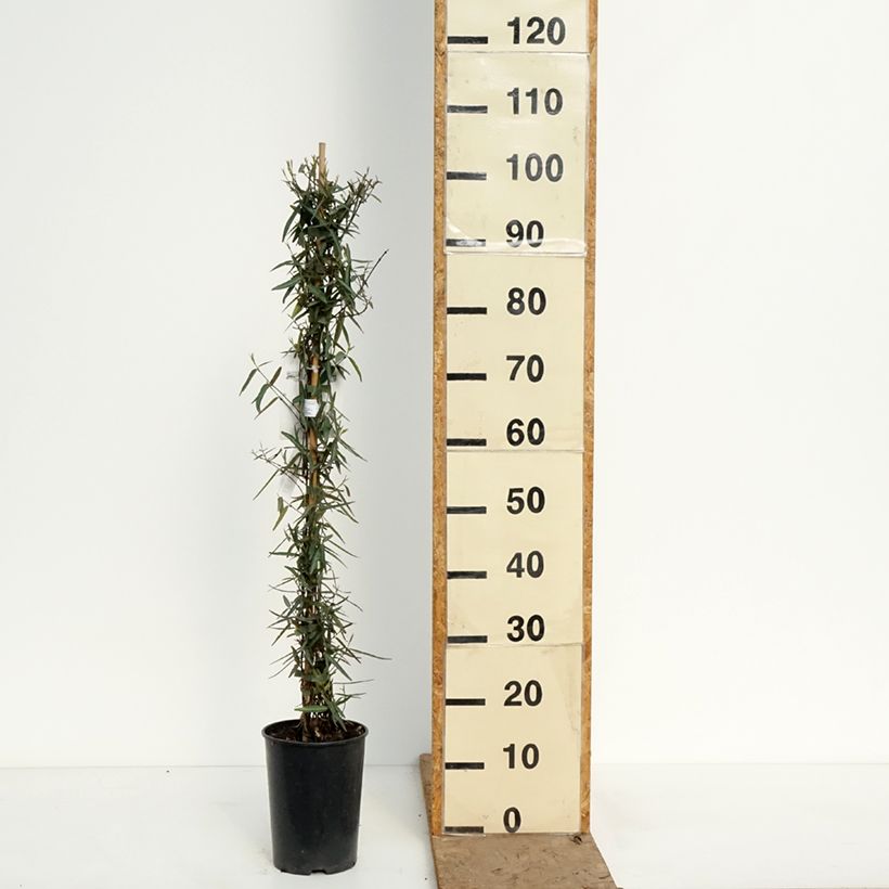 Amostra de Trachelospermum jasminoides Waterwheel - Jasmim de leite Vaso de 3 L/4 L tal como entregue na primavera