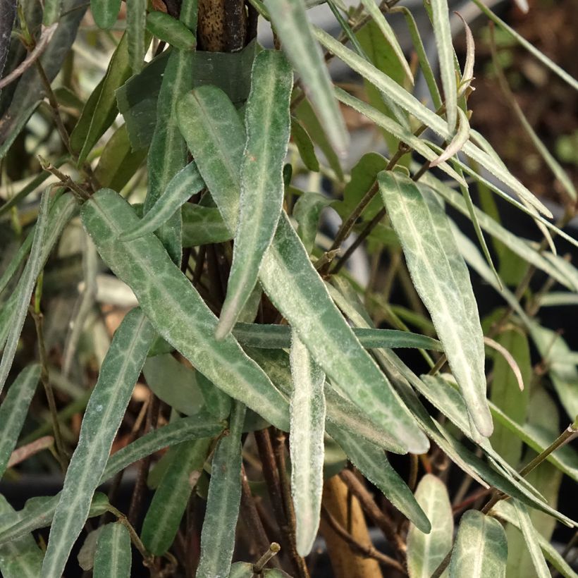 Trachelospermum jasminoides Waterwheel - Jasmim de leite (Folhagem)