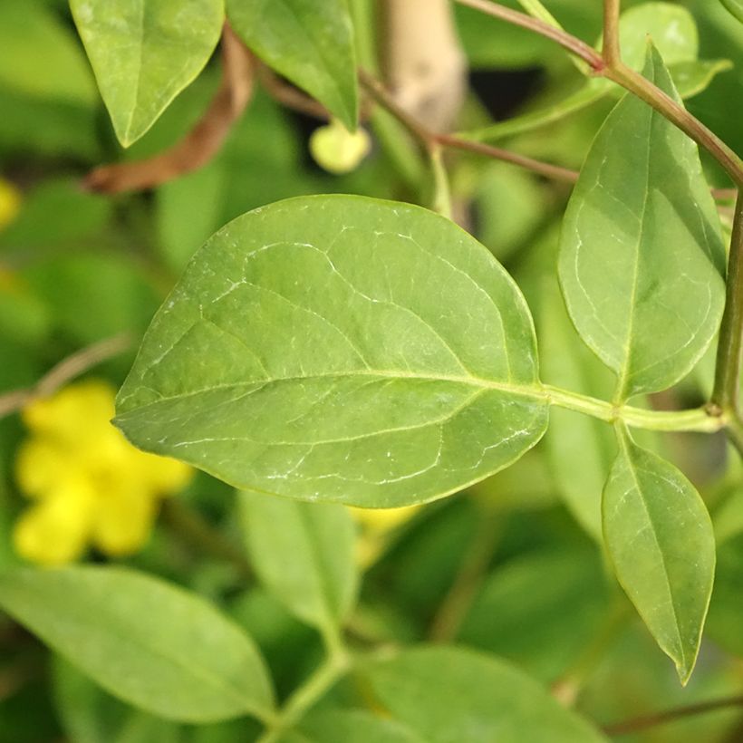 Jasminum humile Revolutum (Folhagem)