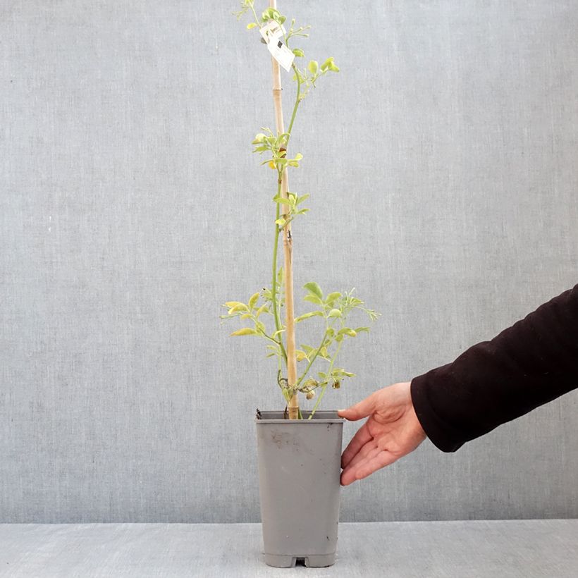 Amostra de Jasminum humile Revolutum Vaso de 3 L/4 L tal como entregue no outono