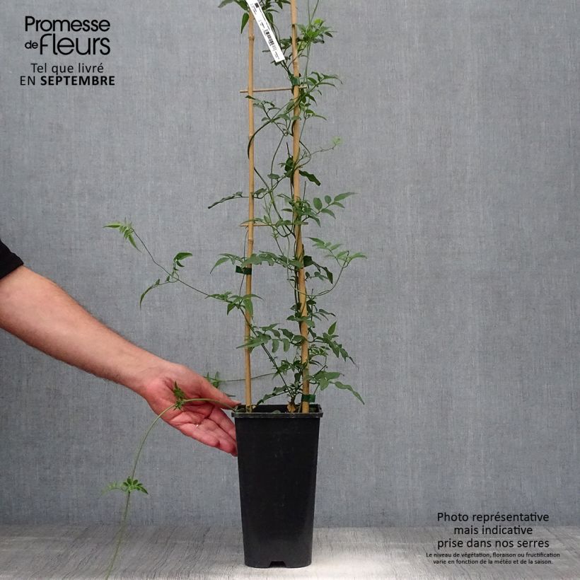 Amostra de Jasminum polyanthum Vaso de 2 L/3 L tal como entregue no outono