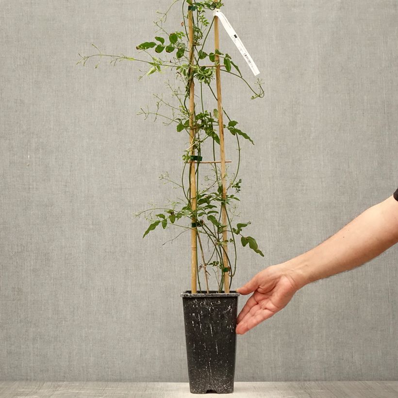 Amostra de Jasminum polyanthum Vaso de 2 L/3 L tal como entregue no verão