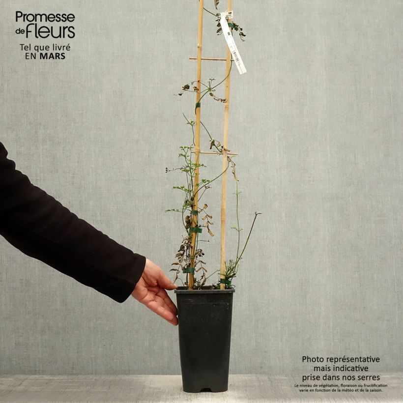 Amostra de Jasminum polyanthum Vaso de 2 L/3 L tal como entregue na primavera