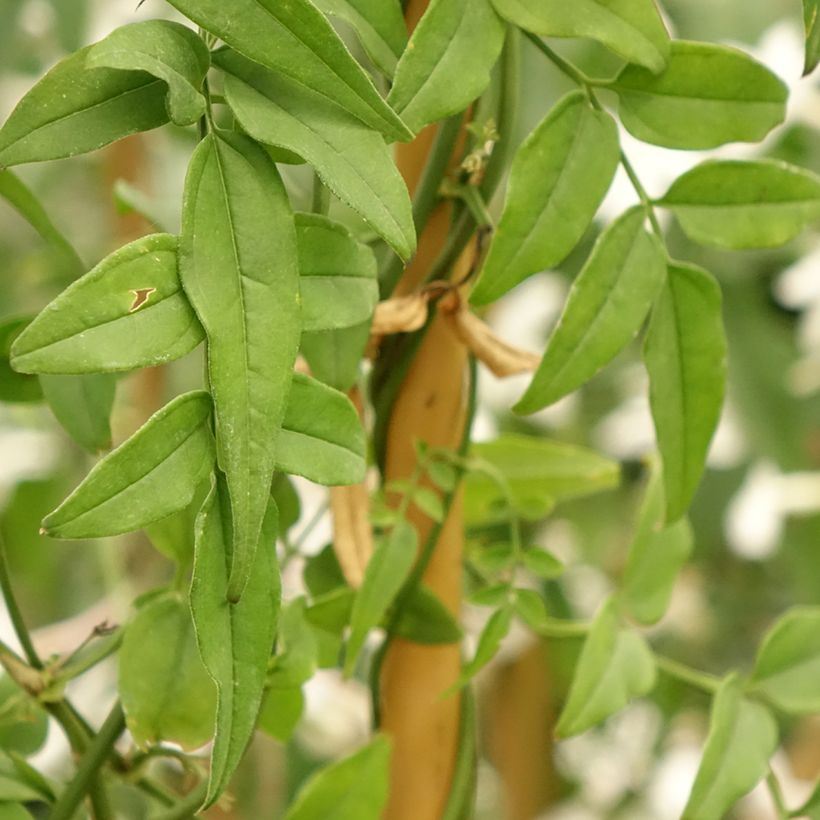 Jasminum polyanthum (Folhagem)