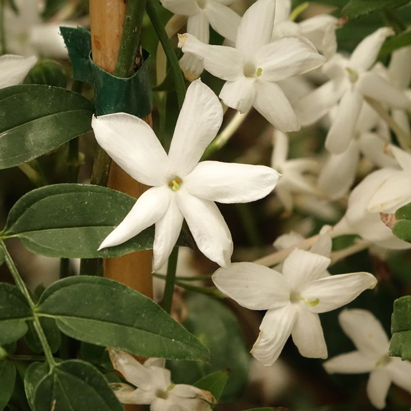Jasminum polyanthum (Floração)