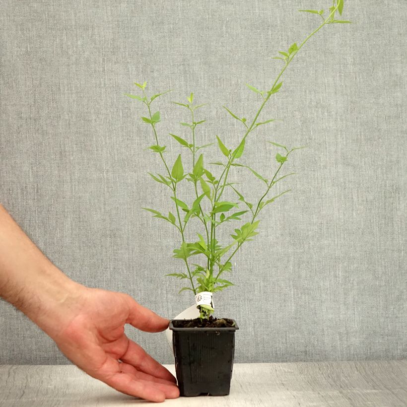 Amostra de Jasminum stephanense - Jasmim-rosa Vaso de 8/9 cm tal como entregue no verão