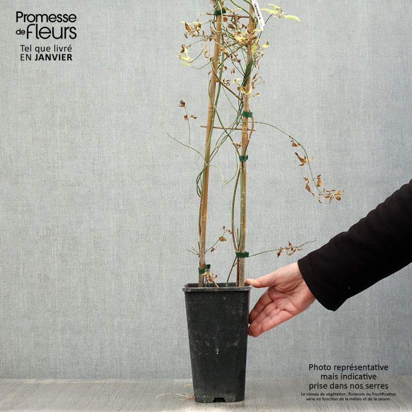 Amostra de Jasmin - Jasminum stephanense Vaso de 2 L/3 L tal como entregue no inverno