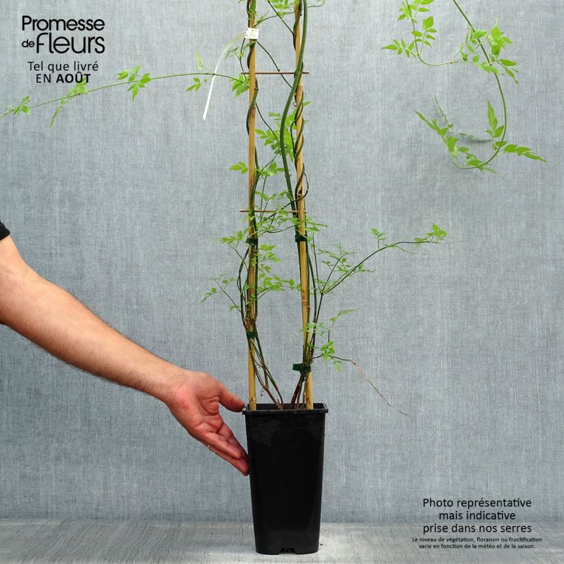 Amostra de Jasminum officinale Affinis Vaso de 1,5 L/2 L tal como entregue no verão
