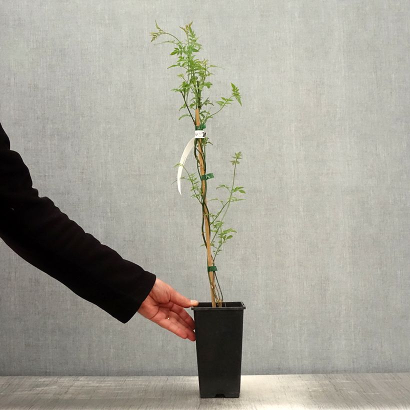 Amostra de Jasminum officinale Affinis Vaso de 1,5 L/2 L tal como entregue na primavera