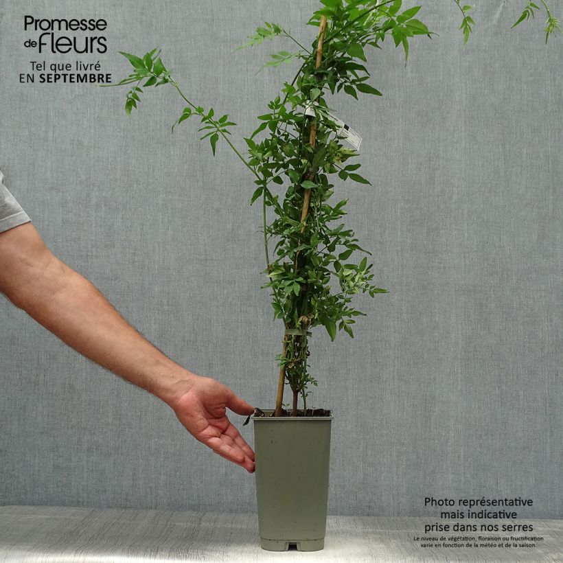 Amostra de Jasminum officinale Affinis Vaso de 3 L/4 L tal como entregue no outono