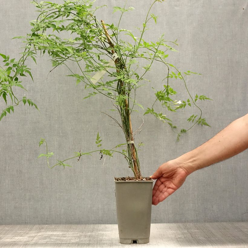 Amostra de Jasminum officinale Affinis Vaso de 3 L/4 L tal como entregue no verão