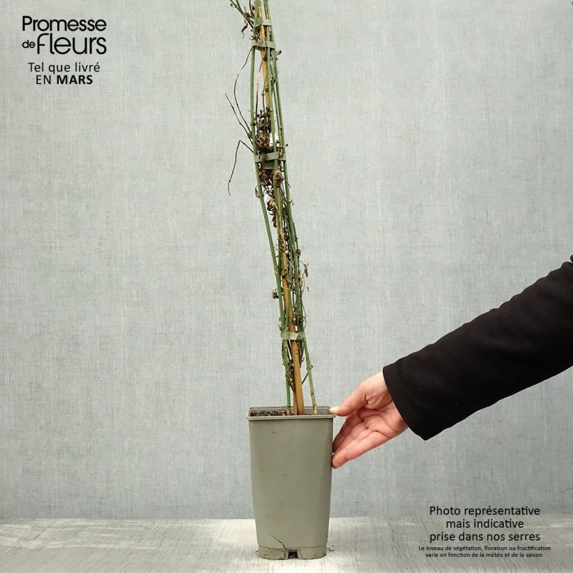 Amostra de Jasminum officinale Affinis Vaso de 3 L/4 L tal como entregue na primavera