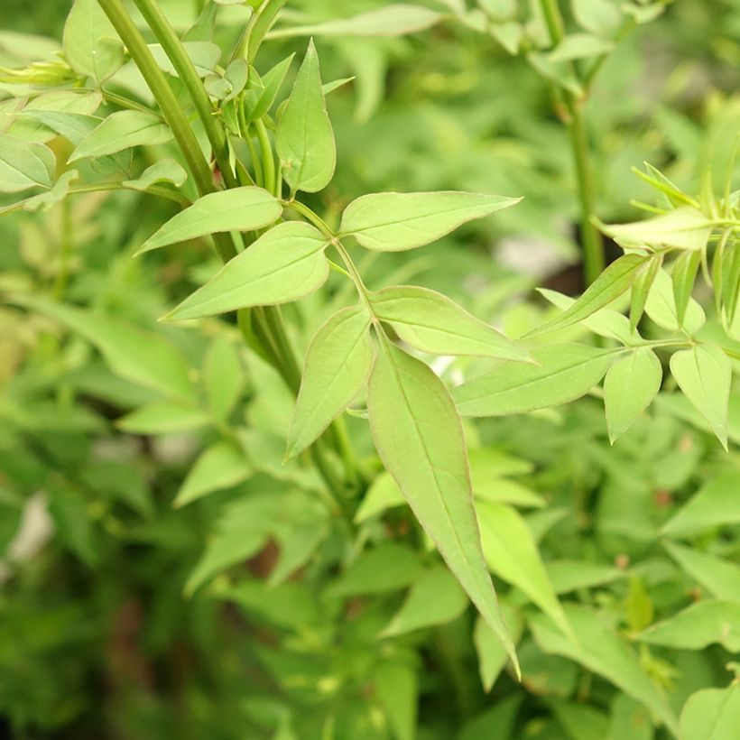 Jasminum officinale Affinis (Folhagem)