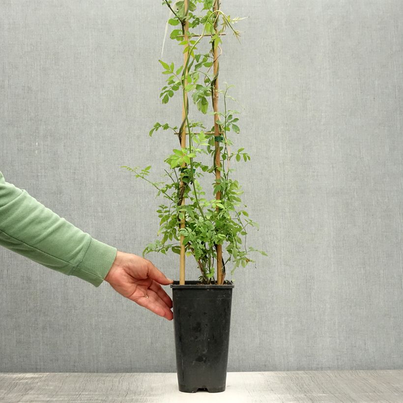 Amostra de Jasminum officinale Vaso de 2 L/3 L tal como entregue no verão