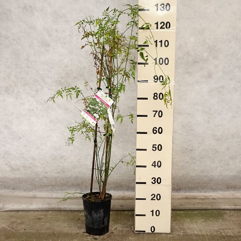Amostra de Jasminum officinale Vaso de 4 L/5 L tal como entregue no outono