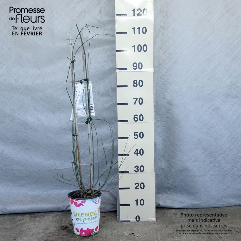 Amostra de Jasminum officinale Vaso de 4 L/5 L tal como entregue no inverno