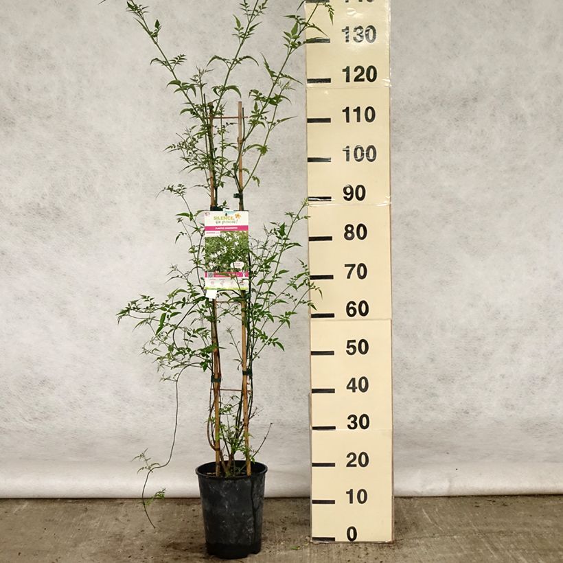 Amostra de Jasminum officinale Vaso de 4 L/5 L tal como entregue na primavera