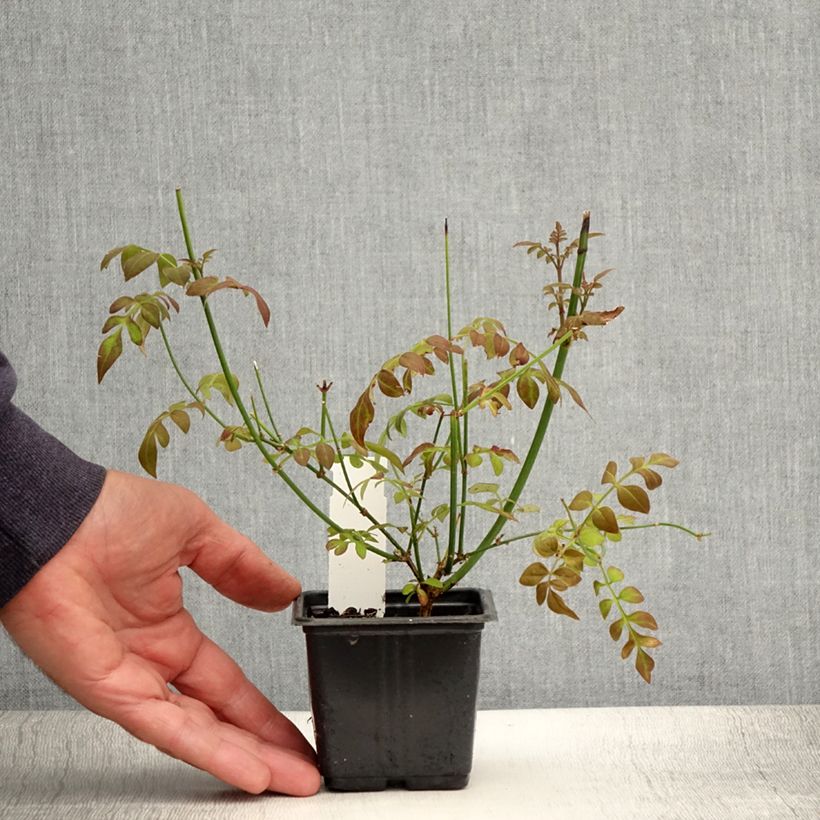 Amostra de Jasminum officinale Vaso de 8/9 cm tal como entregue no verão