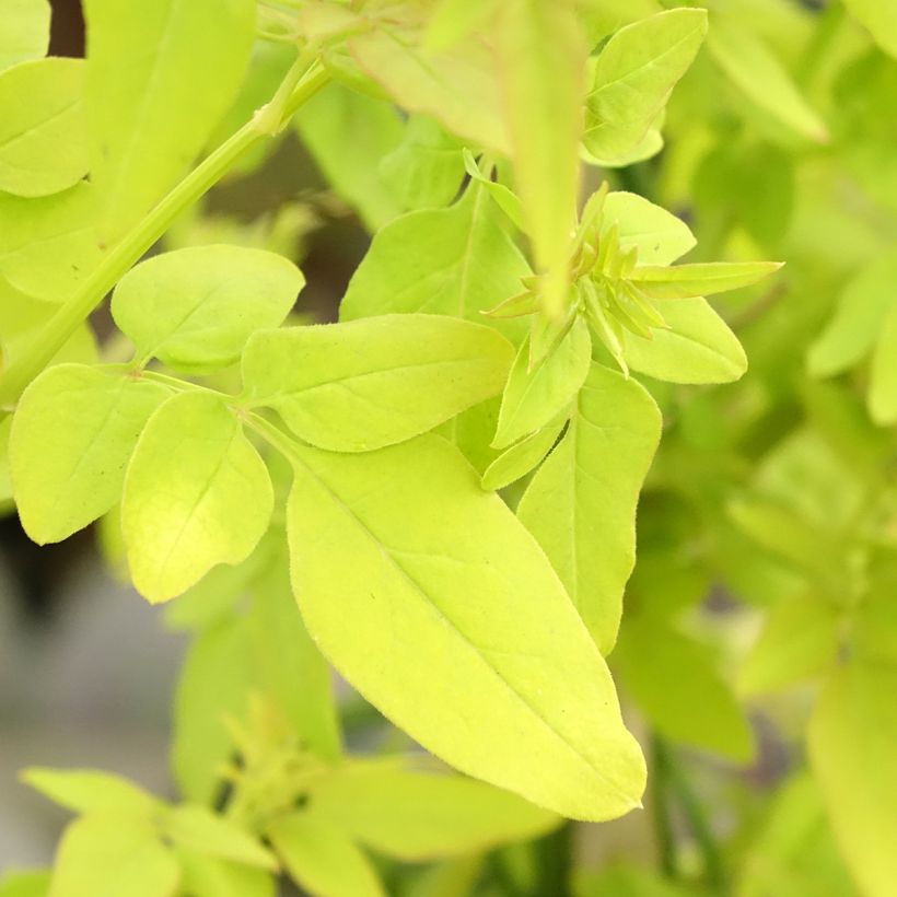 Jasminum officinale Sunbeam (Folhagem)