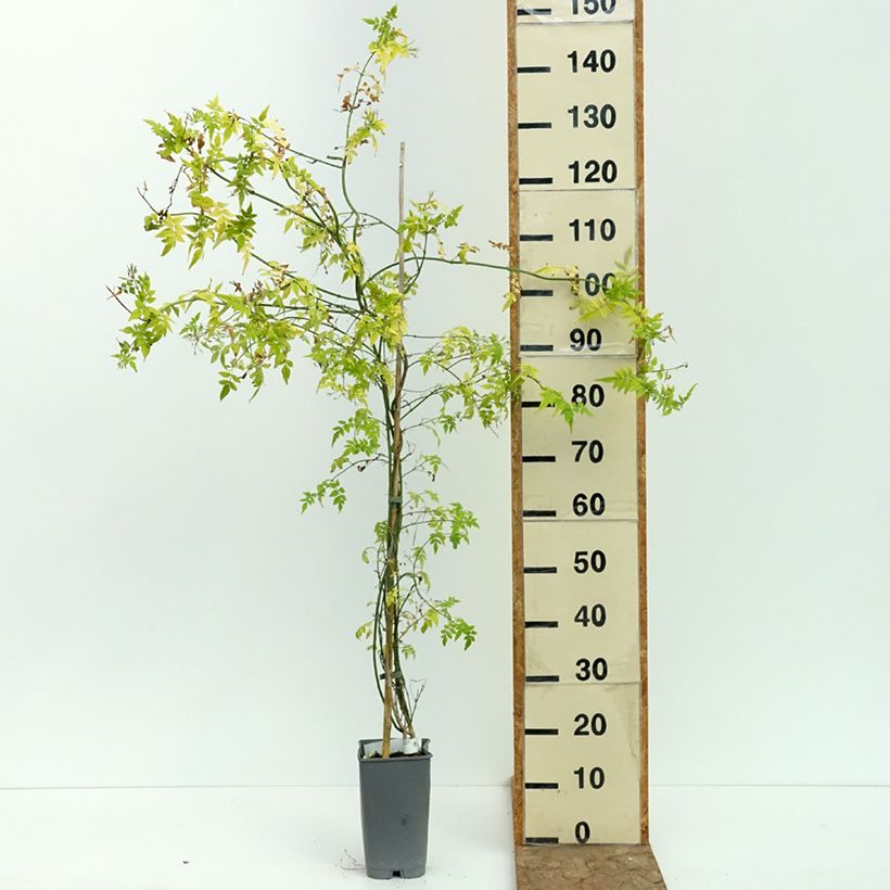 Amostra de Jasminum officinale Sunbeam Vaso de 3 L/4 L tal como entregue no verão