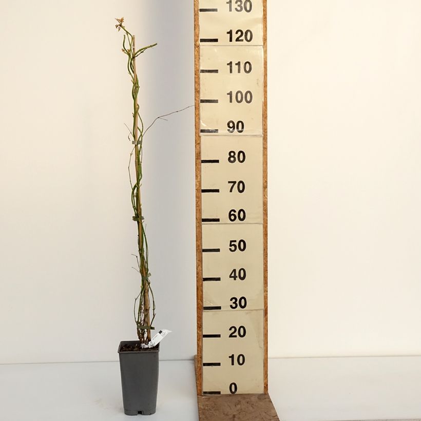 Amostra de Jasminum officinale Sunbeam Vaso de 3 L/4 L tal como entregue no inverno