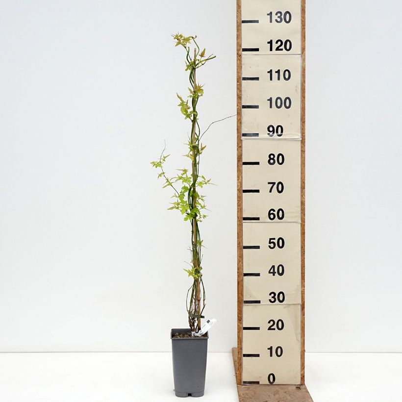 Amostra de Jasminum officinale Sunbeam Vaso de 3 L/4 L tal como entregue na primavera