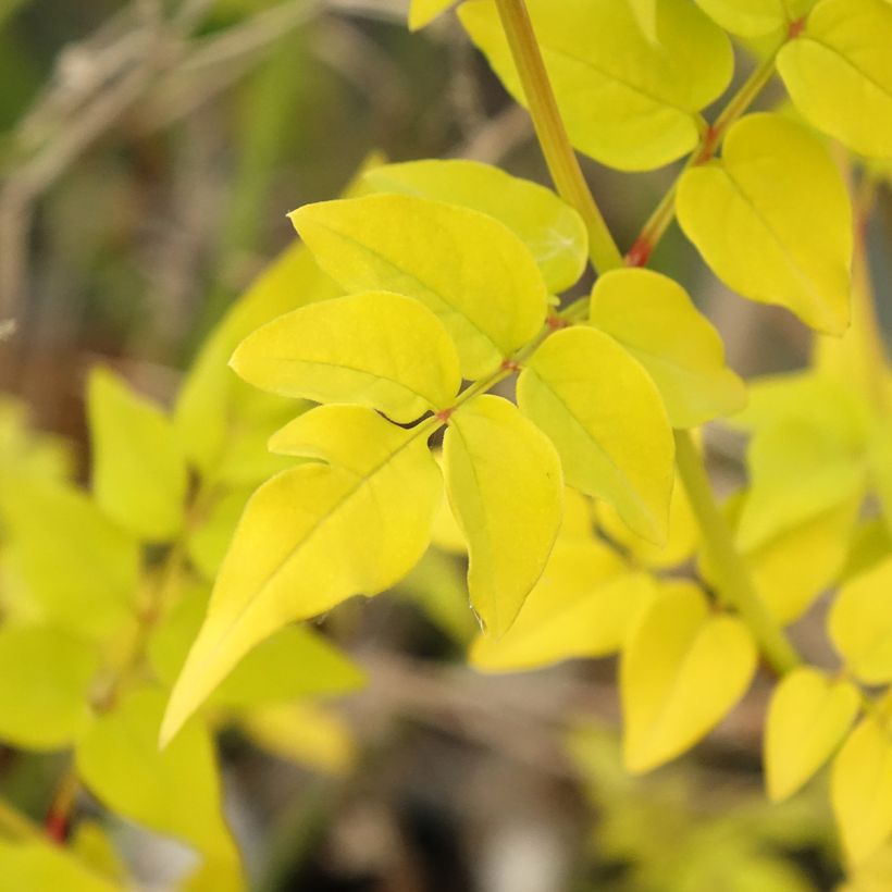 Jasminum officinalis Aureum (Folhagem)