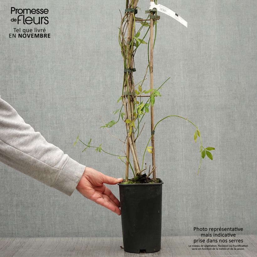 Amostra de Jasminum mesnyi Vaso de 2 L/3 L tal como entregue no outono