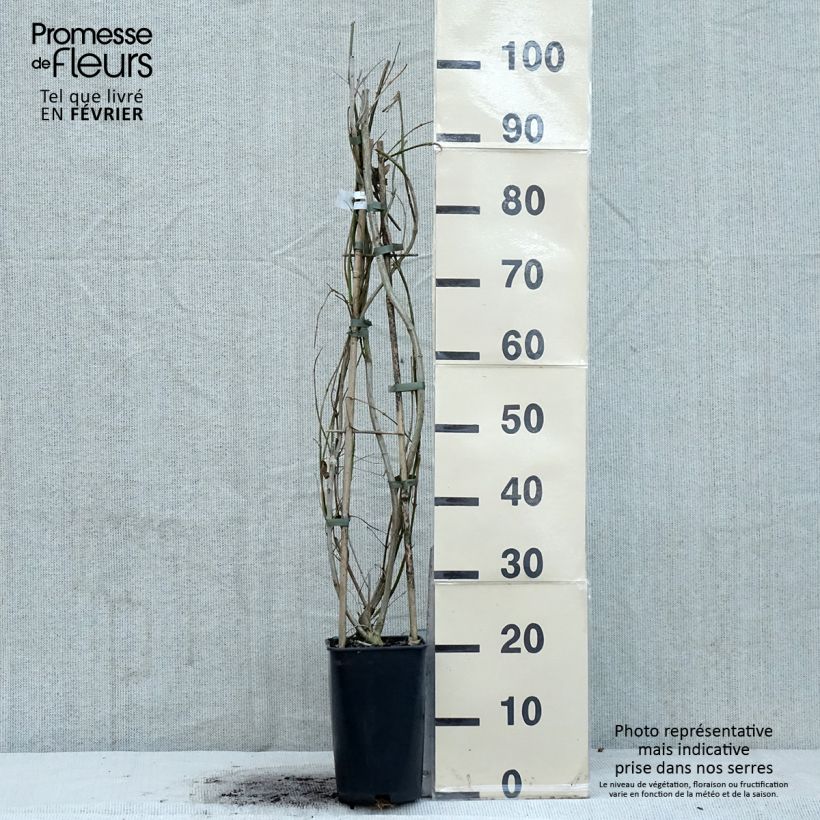 Amostra de Jasmin primevère - Jasminum mesnyi Vaso de 2 L/3 L tal como entregue no inverno