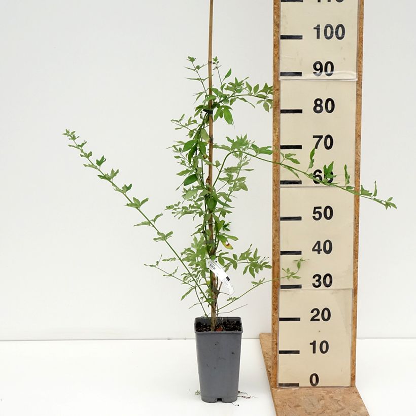 Amostra de Jasminum mesnyi Vaso de 2 L/3 L tal como entregue no verão