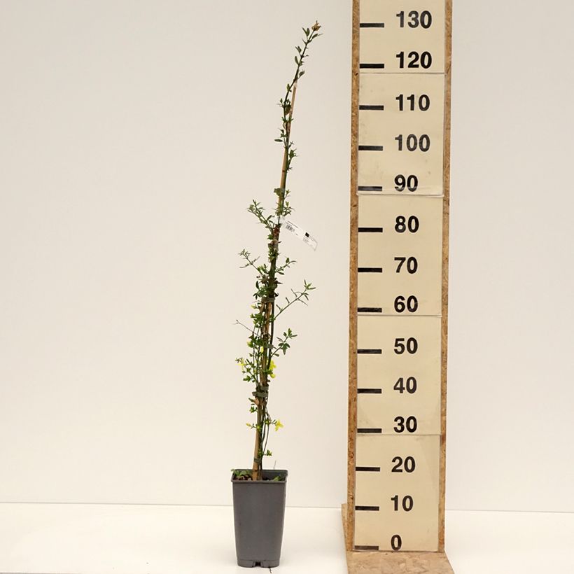 Amostra de Jasminum mesnyi Vaso de 2 L/3 L tal como entregue na primavera