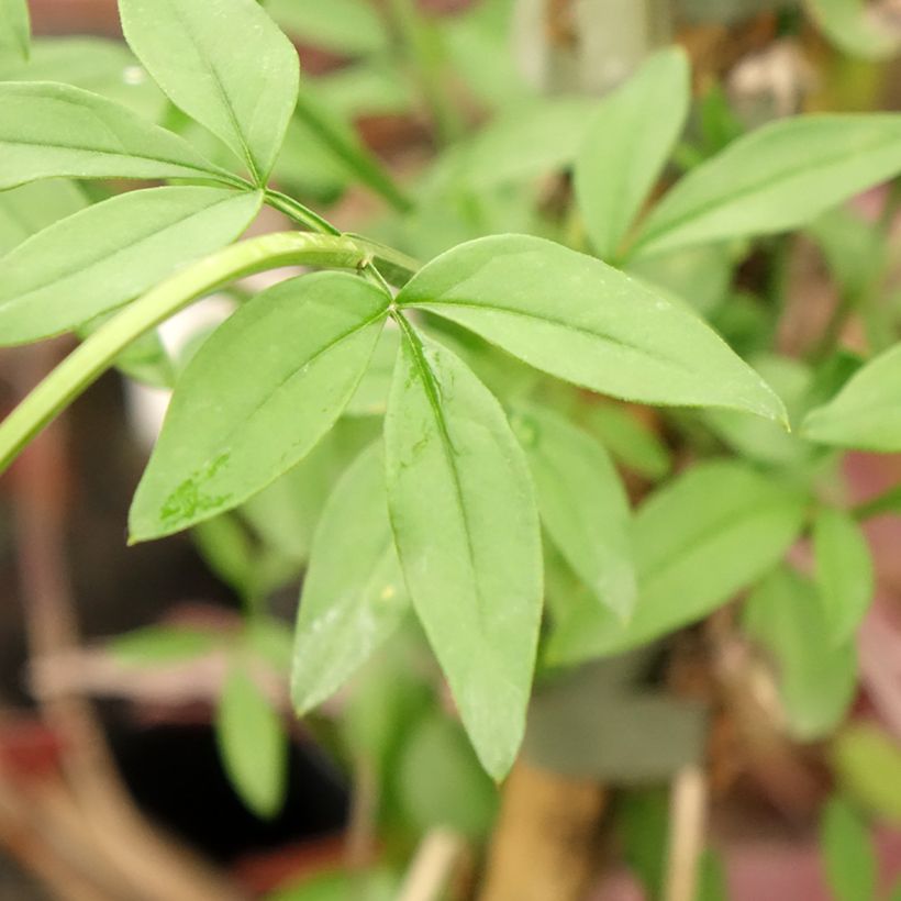 Jasminum mesnyi (Folhagem)