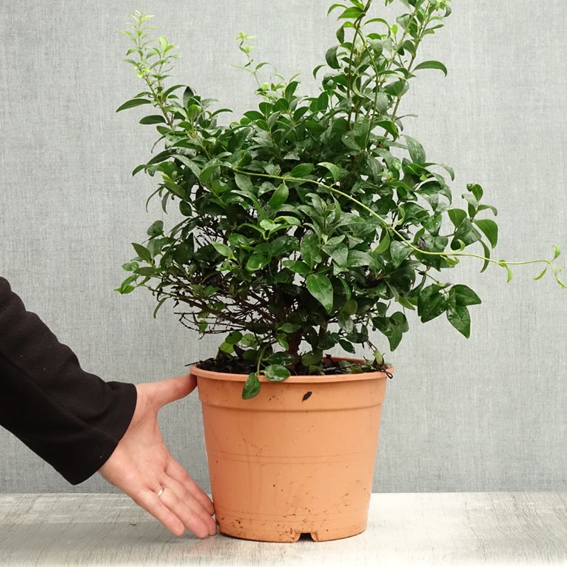 Amostra de Jasminum multipartitum Vaso de 2 L/3 L tal como entregue no outono