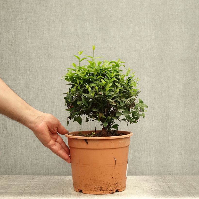 Amostra de Jasminum multipartitum Vaso de 2 L/3 L tal como entregue no verão