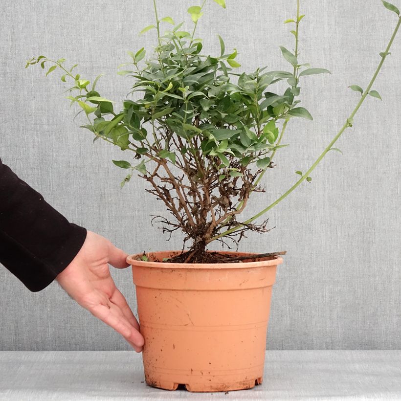 Amostra de Jasmin sauvage étoilé - Jasminum multipartitum Vaso de 2 L/3 L tal como entregue no inverno