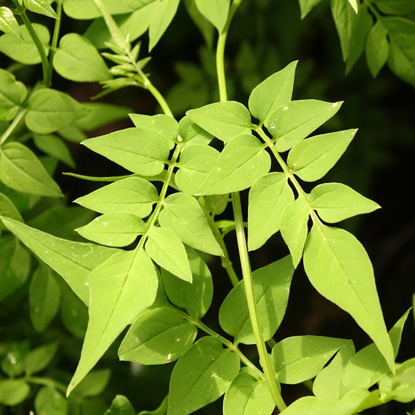 Jasminum officinale Clotted Cream (Folhagem)