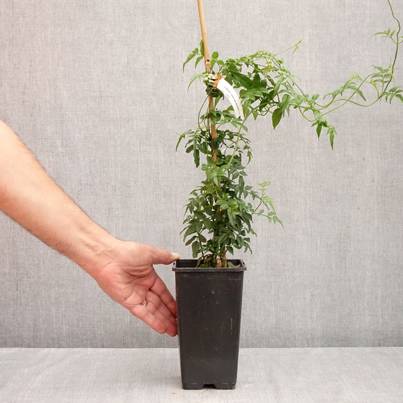 Amostra de Jasminum Starry Night em sementes Vaso de 1,5 L/2 L tal como entregue no outono
