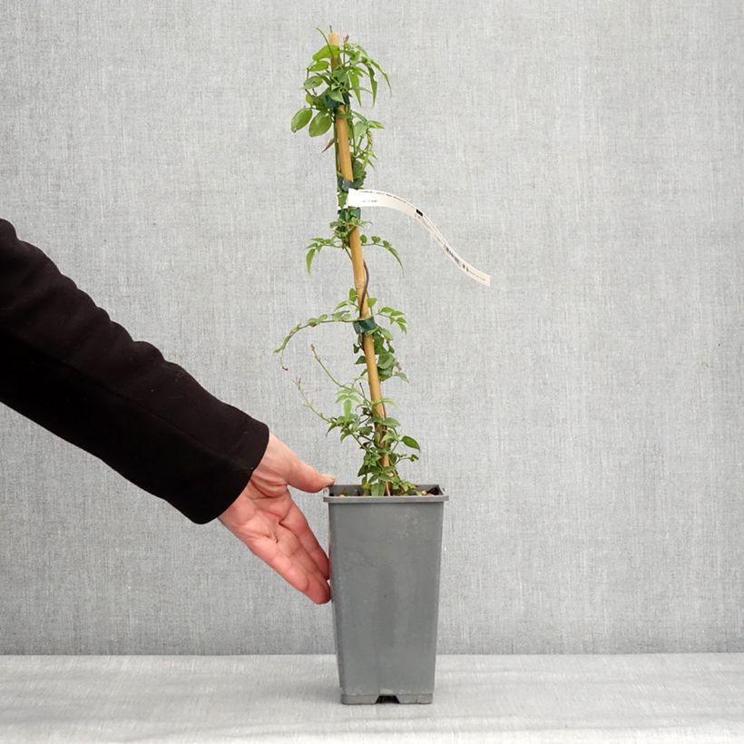 Amostra de Jasminum Starry Night em sementes Vaso de 1,5 L/2 L tal como entregue no inverno