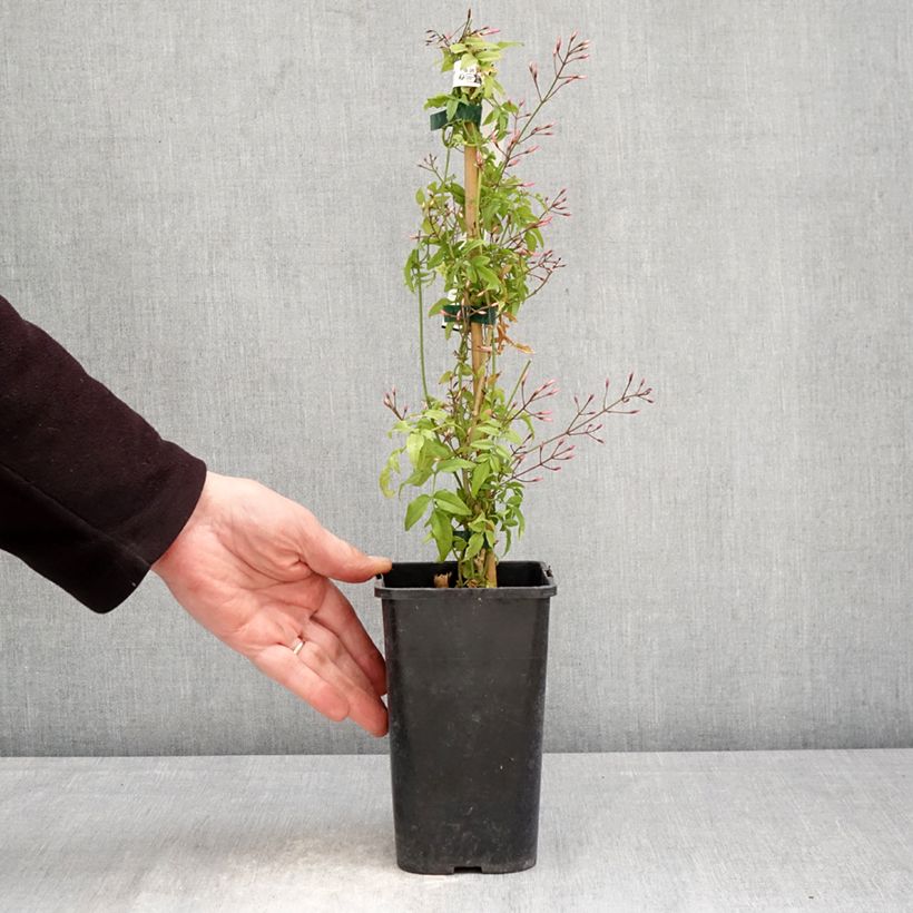 Amostra de Jasminum Starry Night em sementes Vaso de 1,5 L/2 L tal como entregue na primavera