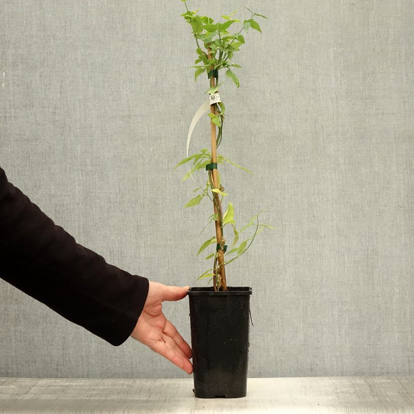 Amostra de Jasminum stephanense Starry Summer Scent Vaso de 1,5 L/2 L tal como entregue no outono