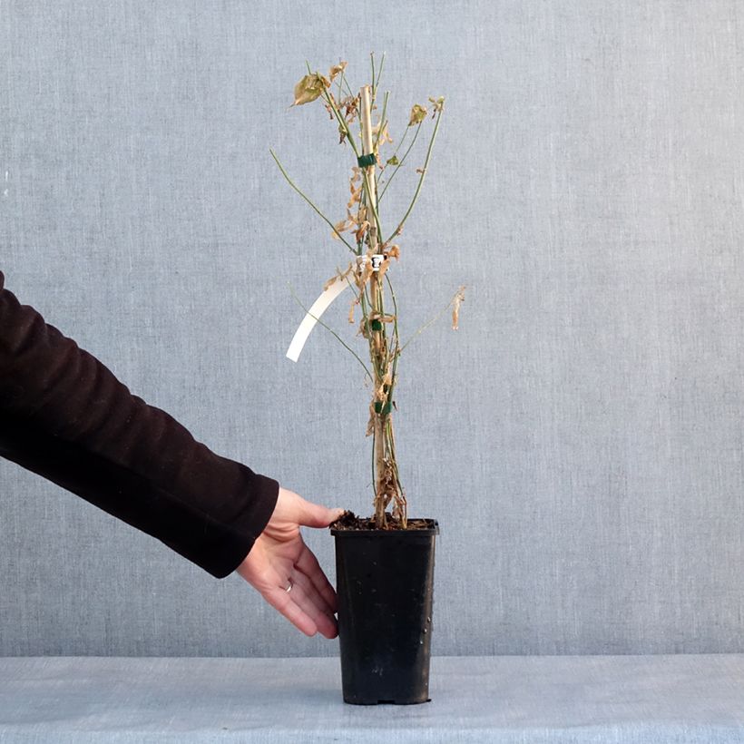 Amostra de Jasminum stephanense Starry Summer Scent Vaso de 1,5 L/2 L tal como entregue no inverno