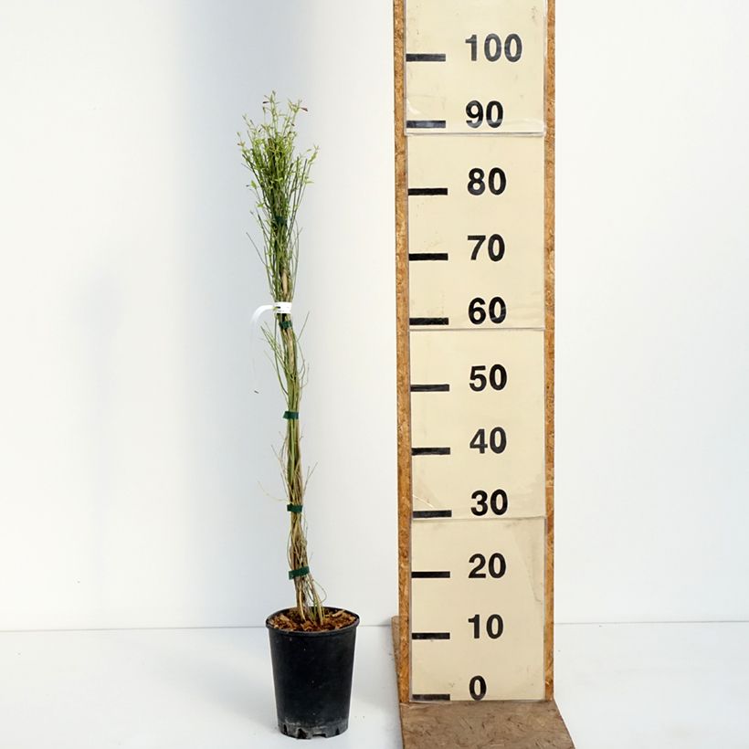 Amostra de Jasminum stephanense Starry Summer Scent Vaso de 1,5 L/2 L tal como entregue na primavera