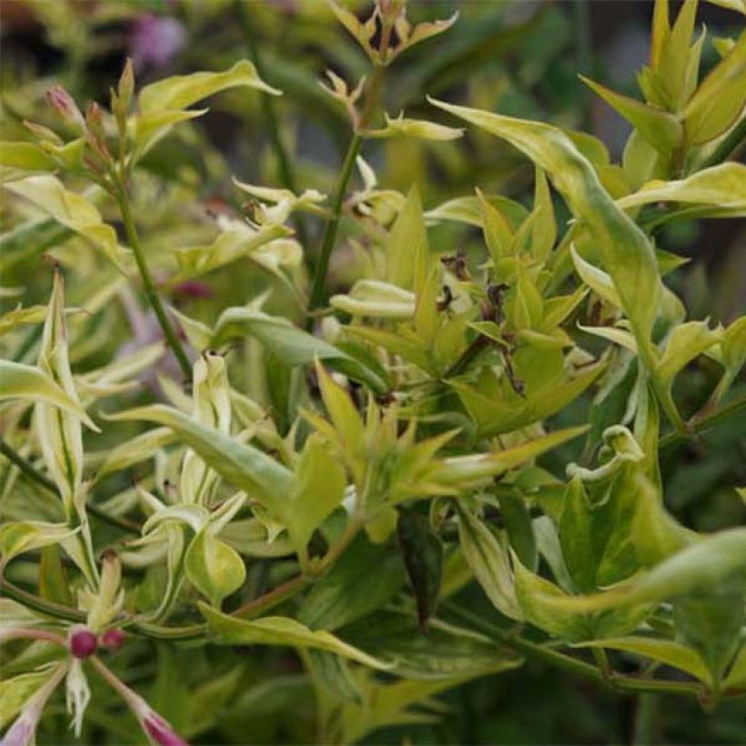 Jasminum stephanense (Folhagem)