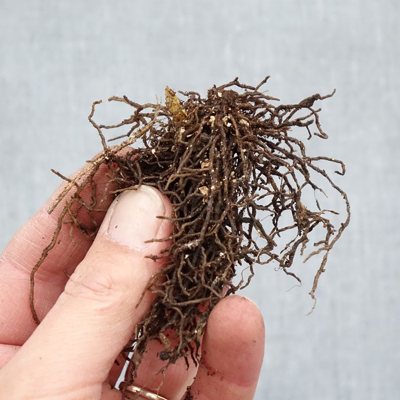 Amostra de Jeffersonia diphylla Raízes nuas tal como entregue no inverno