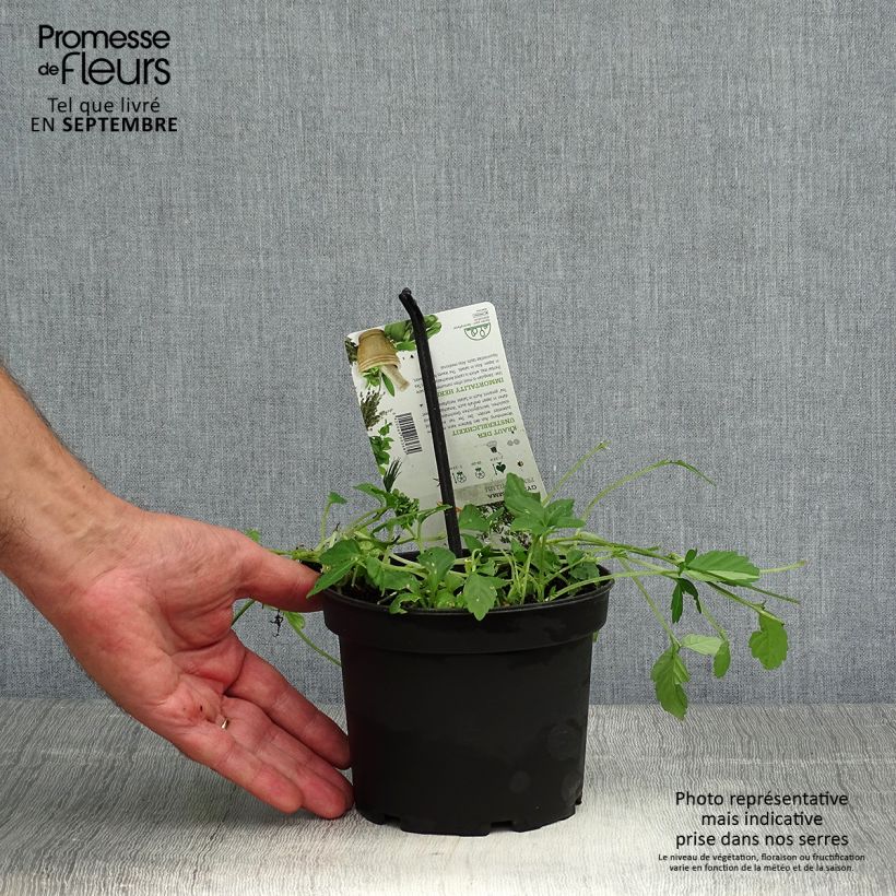 Amostra de Jiaogulan - Gynostemma pentaphyllum Vaso de 1,5 L/2 L tal como entregue no outono