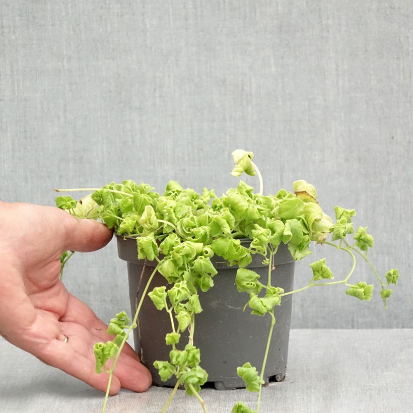 Amostra de Jiaogulan - Gynostemma pentaphyllum Pot de 1,5L/2L tal como entregue no verão