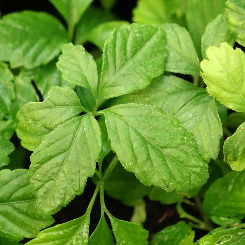 Jiaogulan - Gynostemma pentaphyllum (Folhagem)
